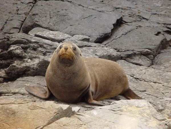 Leopard Seal on Waimapu Estuary Tauranga